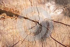 Old tree trunk, close up. Cracked stump with circles. Hardwood background. Grunge wood texture. Textured wood surface.