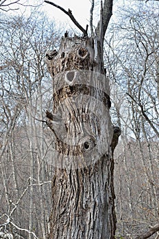 Vecchio un albero valigia 2 