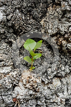 Old tree trunk close up shoot whit small plant growing