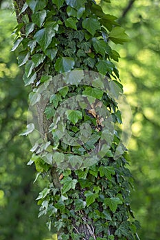 Old tree trunk covered with poison ivy, Hedera helix green leaves, creeping wild plant