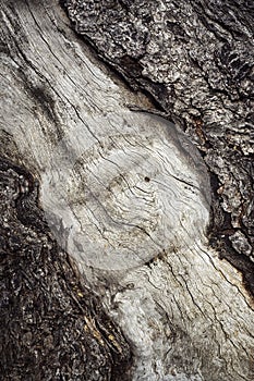 Old tree trunk with cracked bark