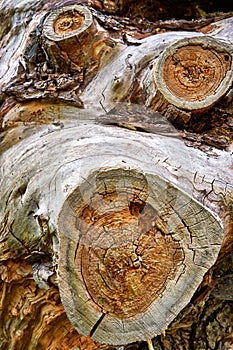 Old tree trunk with cross section and growth rings. Timber wood texture background