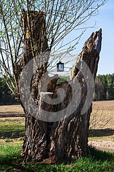 Old tree trunk, crying willow, lamp for stray