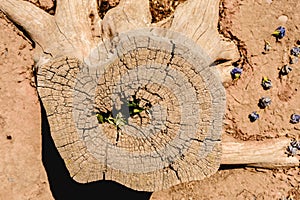 Old tree trunk cut and dried