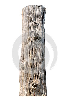 Old tree trunk. Dead tree isolated on white background