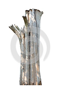 Old tree trunk. Dead tree isolated on white background