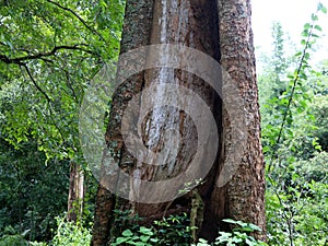 Old  tree trunk with decayed and termite attacked part