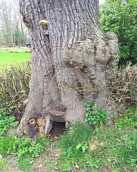 Old tree trunk.Slochteren photo