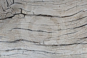 Old tree trunk of a Faidherbia albida, pattern photo