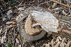 Old tree trunk gnawed by beavers with small pieces of wood on the ground in the Randmeerbosse fores