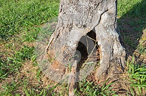Old tree trunk with a hole in the base