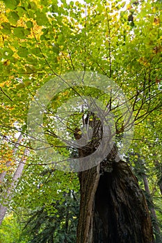 Old tree trunk with hole in green park