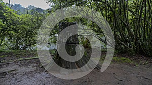 Old tree trunk at Lago Negro in the city of Gramado