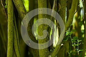 Old tree trunk with many different forms texture pattern