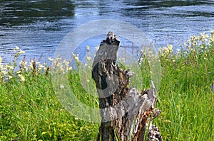 An old tree trunk in a meadow by the river. Old tree trunk lying on a flourishing field near the river.