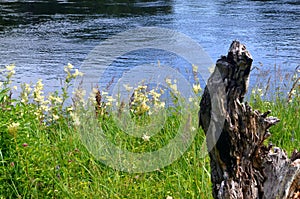 An old tree trunk in a meadow by the river. Old tree trunk lying on a flourishing field near the river.