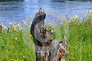 An old tree trunk in a meadow by the river. Old tree trunk lying on a flourishing field near the river.