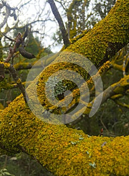 An old tree trunk overgrown with moss and lichen.