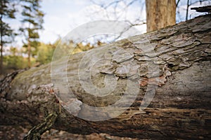 An old tree trunk with peeling cork laying in the pine forest