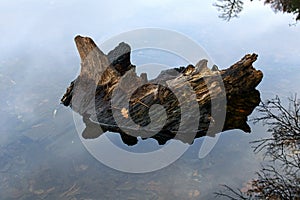Old tree trunk reflected in the tranquil water surface. Old tree trunk salient from surface pond