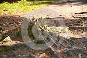 old tree trunk with root network