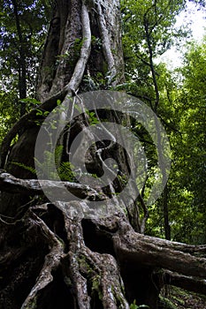 Old tree trunk and roots