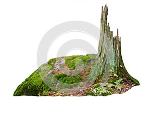 old tree trunk on stones in moss isolated on white background