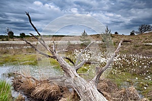 Old tree trunk on swamp with cottongrass