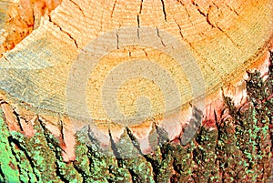 Old tree trunk texture, sawed section top view, close up