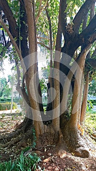 old tree trunk - Vieux tronc d'arbre