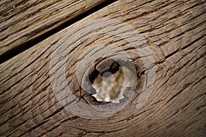 Wood Texture Old Tree Trunk