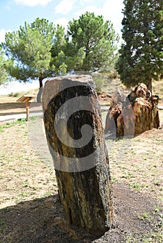 Old tree trunks in Escucha park Teruel