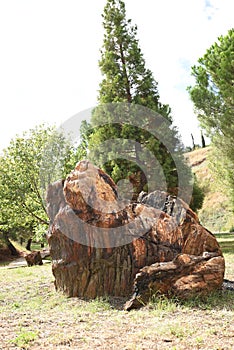 Old tree trunks in Escucha park Teruel, Spain photo