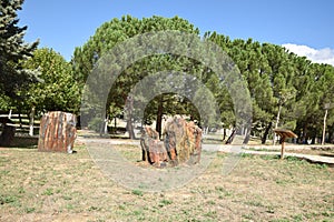 Old tree trunks in Escucha park Teruel photo