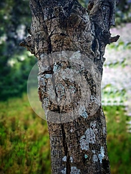 Old tree trunks are fragile and no longer have leaves or fruit photo