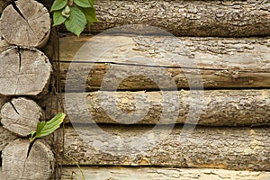 Old tree trunks with leaves