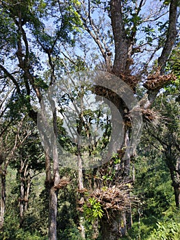 old tree in tulungagung forest