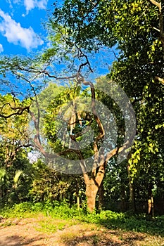 An old tree uder the blue sky