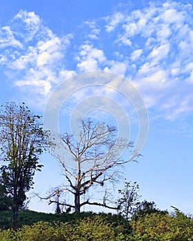 An old tree under blue sky