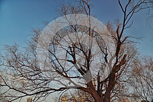 old tree under blue sky