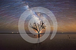 Old Tree under the night sky