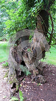 Old tree the University Park, Oxford, UK