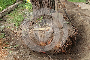 Old tree uprooting. Around the tree, the earth was dug up and the roots were sawn off.