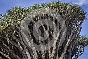 Old tree of variety Dracaena Draco in Genoves Park in Cadiz photo