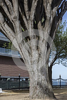 Old tree of variety Dracaena Draco in Genoves Park in Cadiz photo