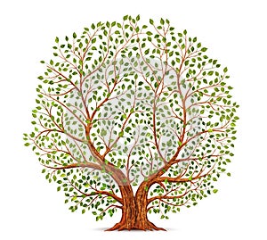 Old tree vector