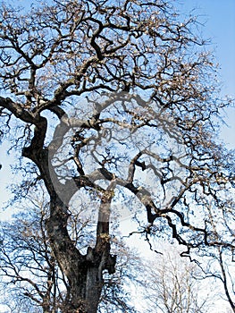 Old tree in Villa Borghese gardens