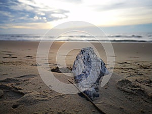 An old tree washed-up on the seashore during the low tide and beautiful sunset view beach background.