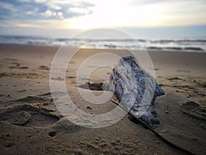 An old tree washed-up on the seashore during the low tide and beautiful sunset view with blurry beach background.