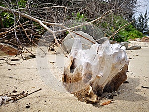 An old tree washed-up on the seashore during the low tide.